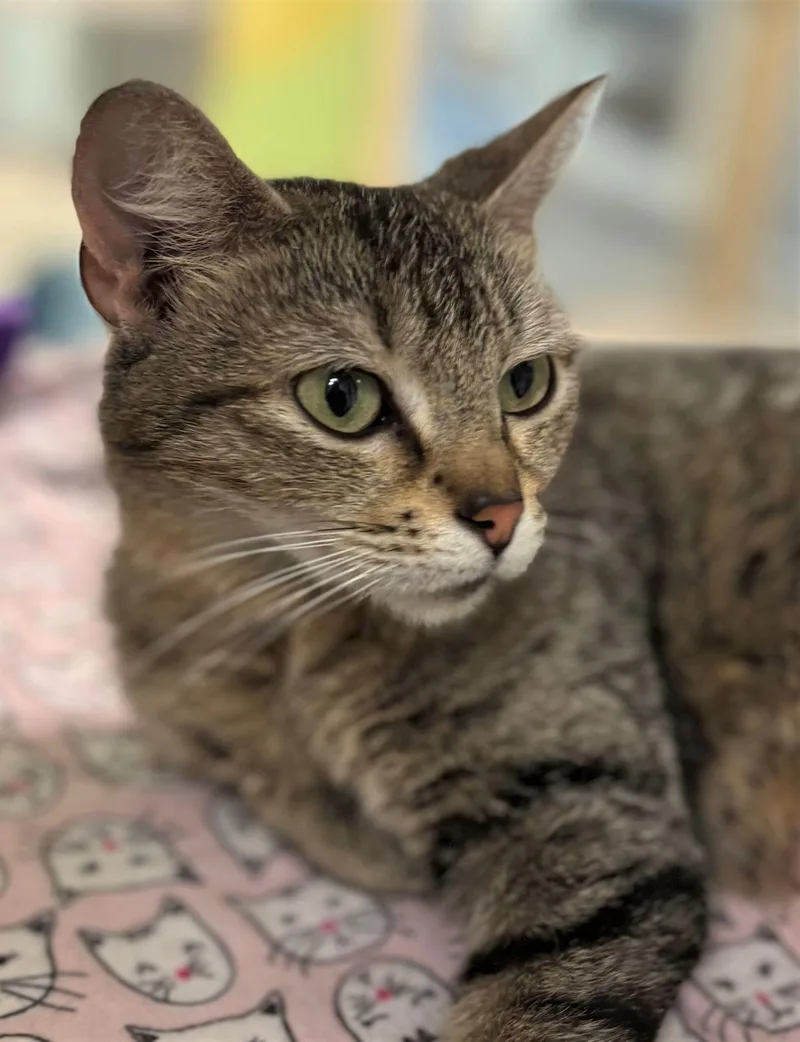 An adult medium-sized female Domestic Short Hair cat named Lucy for adoption in Iowa City, IA