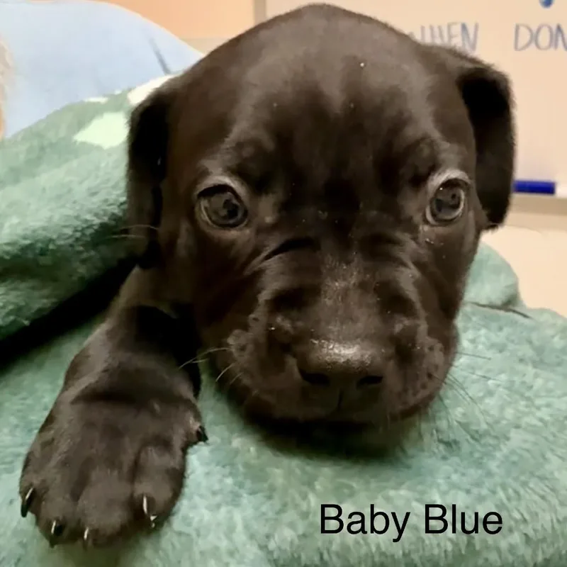 A baby small-sized female Black Labrador Retriever dog named Baby Blue for adoption in Austin, TX