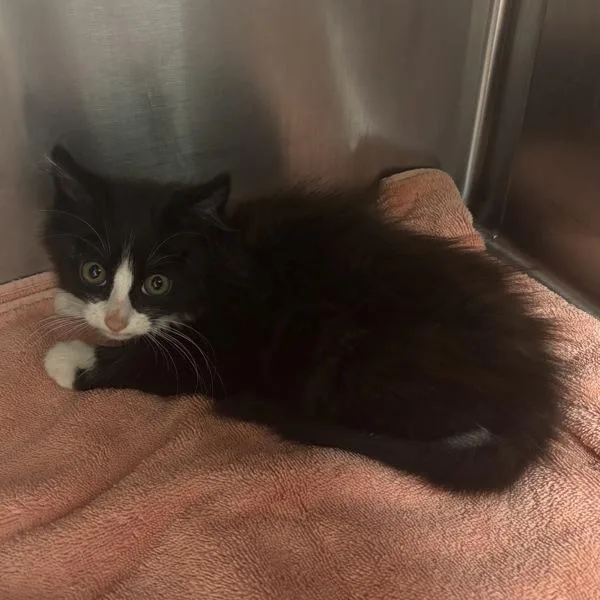 A baby medium-sized female Domestic Medium Hair cat named L.L Bean Edition for adoption in Silverdale, WA