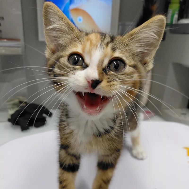 A baby small-sized female Brown / Chocolate Domestic Short Hair cat named CSASStray for adoption in Springtown, TX
