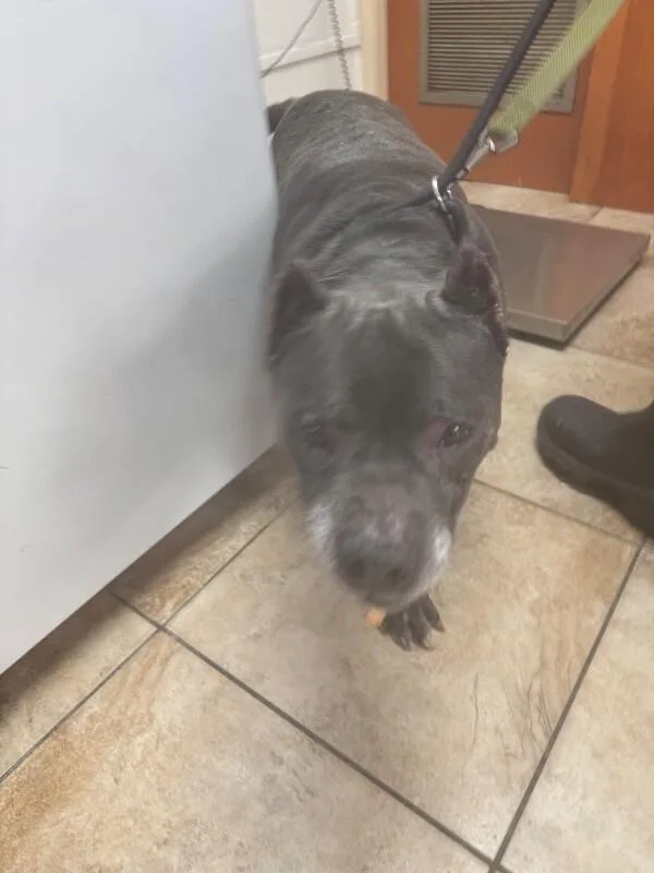 An adult large-sized male White / Cream Mixed Breed dog named Bowen for adoption in Cincinnati, OH