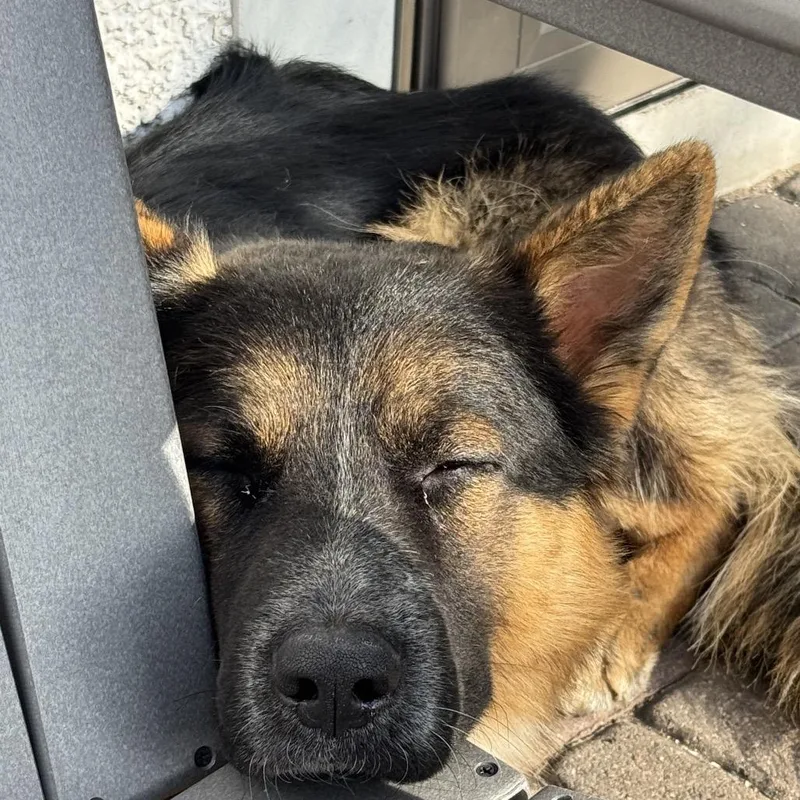 An adult large-sized male Black Mixed Breed dog named Kerouac for adoption in Buffalo, MN