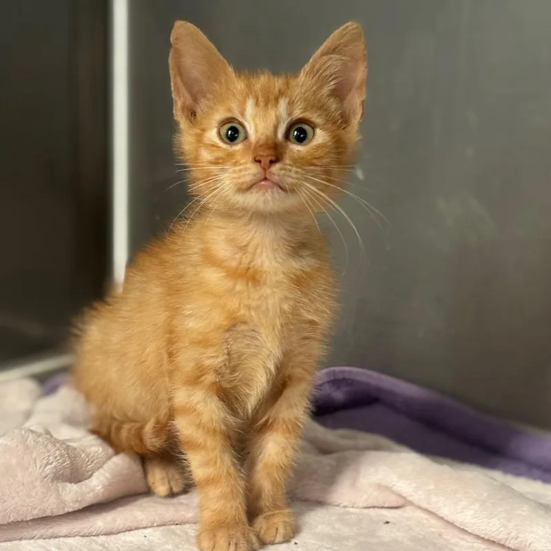A baby small-sized male Orange / Red Domestic Short Hair cat named Jamba Juice for adoption in Austin, TX