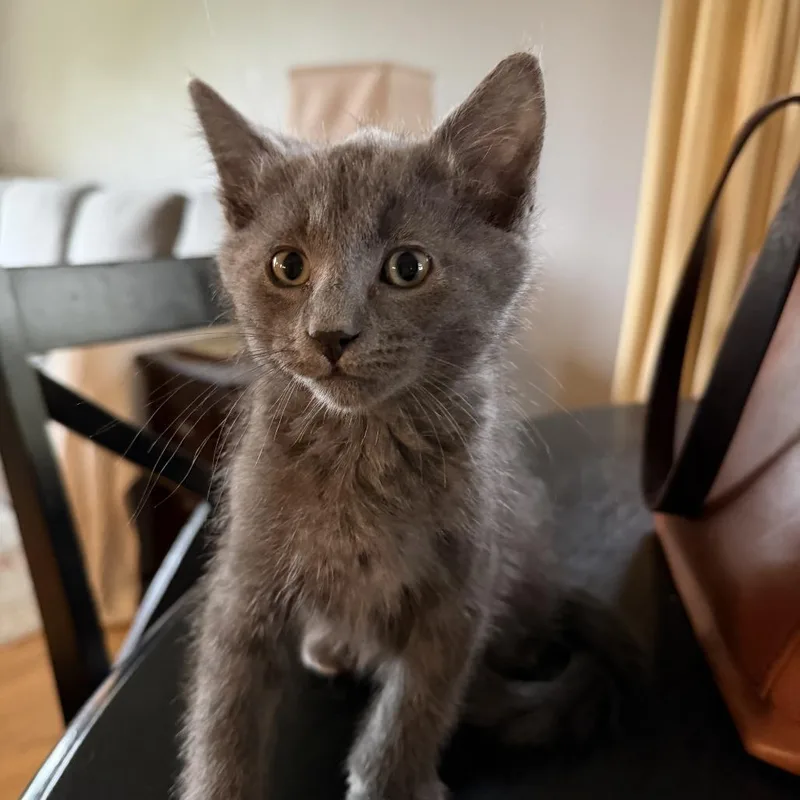A baby small-sized male Gray / Blue / Silver Domestic Short Hair cat named Gandalf for adoption in DeKalb, IL