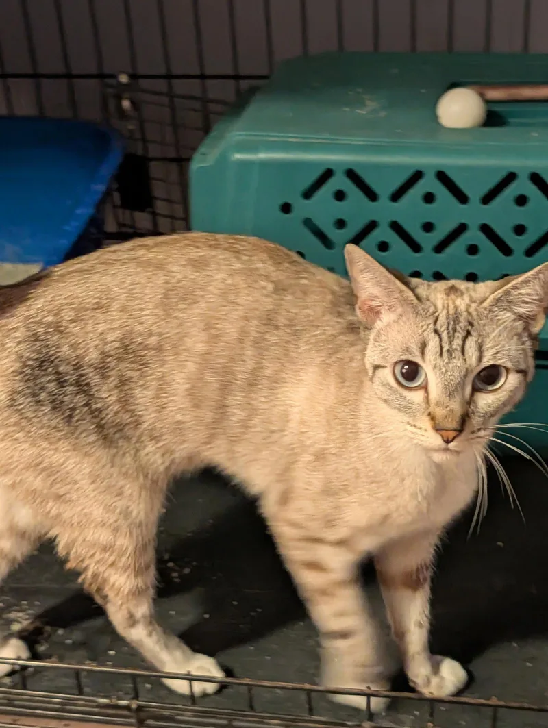 An adult medium-sized female Siamese cat named Chancey for adoption in Pompano Beach, FL