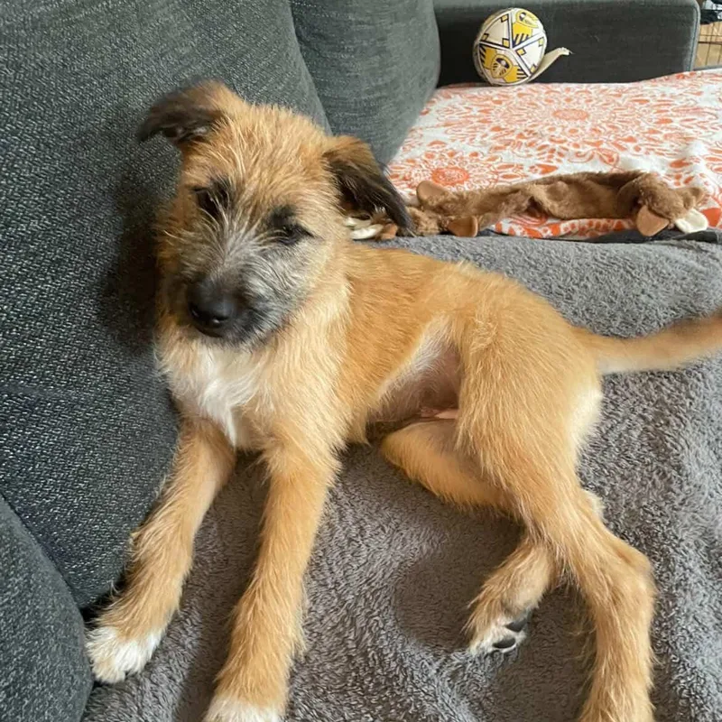 A baby medium-sized female Sheepadoodle dog named Nyla for adoption in San Diego, CA