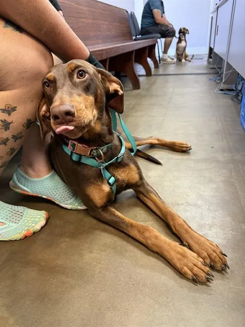 A young large-sized female Doberman Pinscher dog named Harley for adoption in Fort Walton Beach, FL