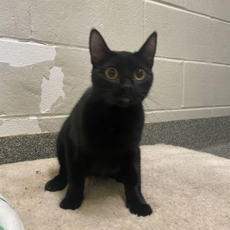 An adult medium-sized female Black Domestic Short Hair cat named Pepper for adoption in Gladstone, MO