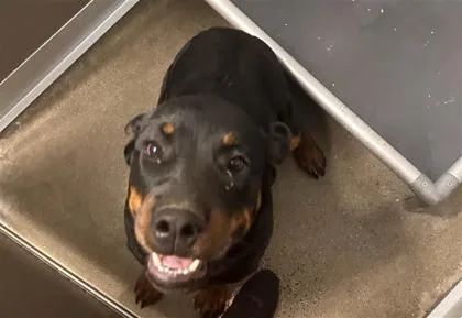 An adult large-sized male Mixed Breed dog named Kendrick for adoption in West Chester, PA