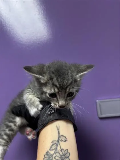 A baby small-sized female Gray / Blue / Silver Domestic Medium Hair cat named 60786804 for adoption in El Paso, TX