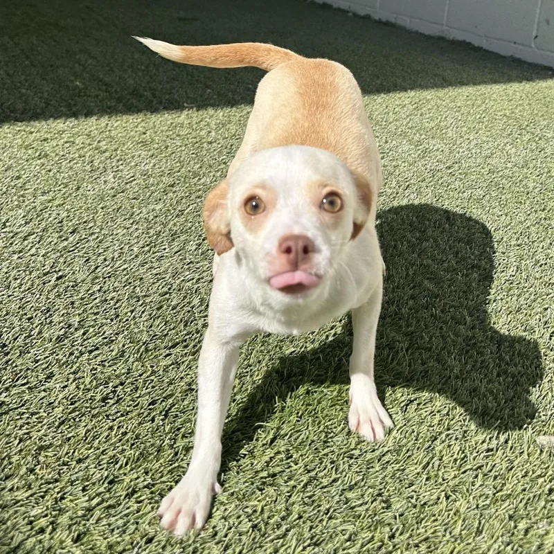 An adult small-sized female White / Cream Chihuahua dog named Cairo for adoption in LOXAHATCHEE, FL