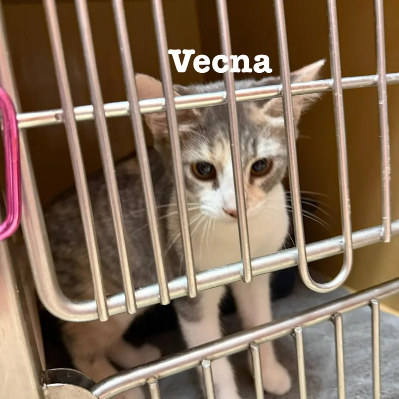 A young medium-sized female Domestic Short Hair cat named Willis for adoption in Spring Lake, NJ