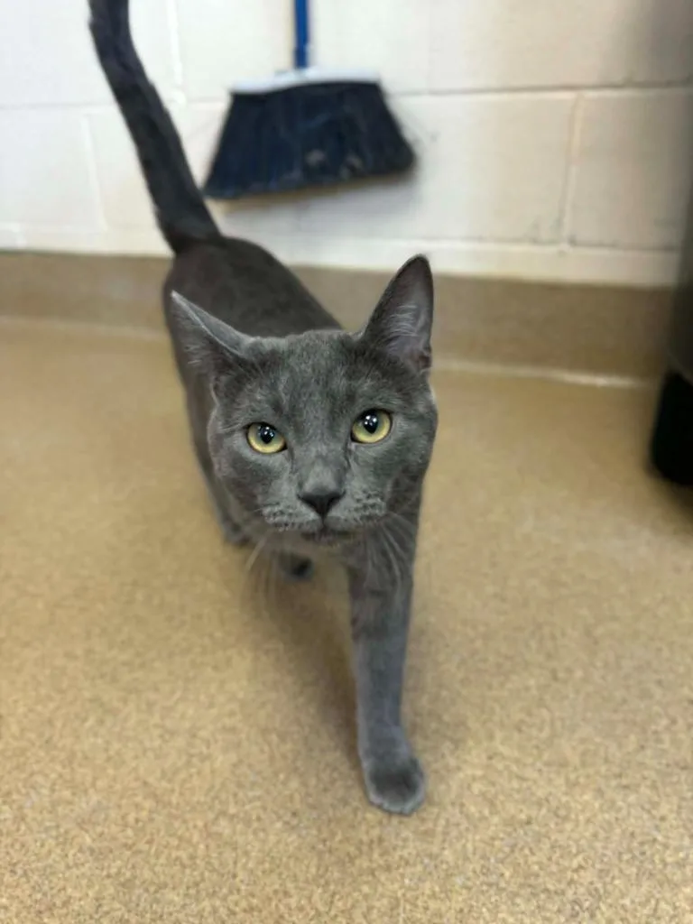A young small-sized male Domestic Short Hair cat named Gary for adoption in Grand Forks, ND