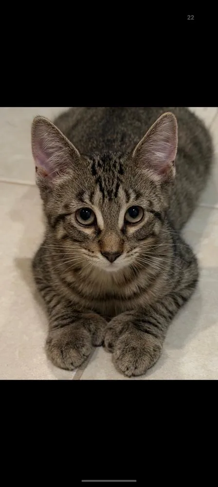Pilchard