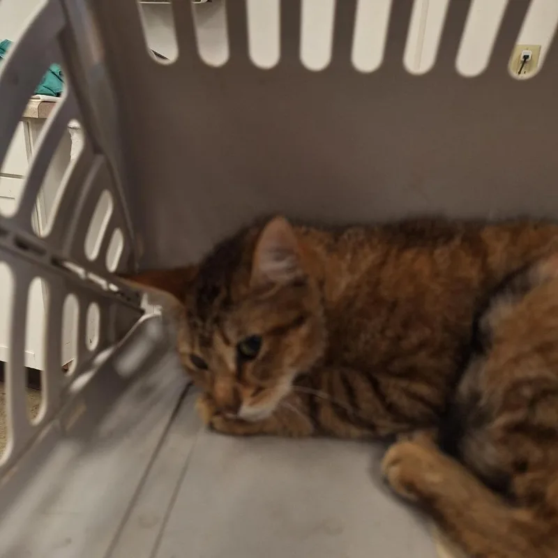 A young medium-sized female Domestic Short Hair cat named Haven for adoption in Gautier, MS