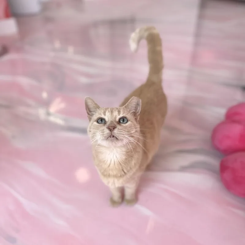 A young medium-sized female Buff / Tan / Fawn Domestic Short Hair cat named Opal for adoption in Forest Park, IL
