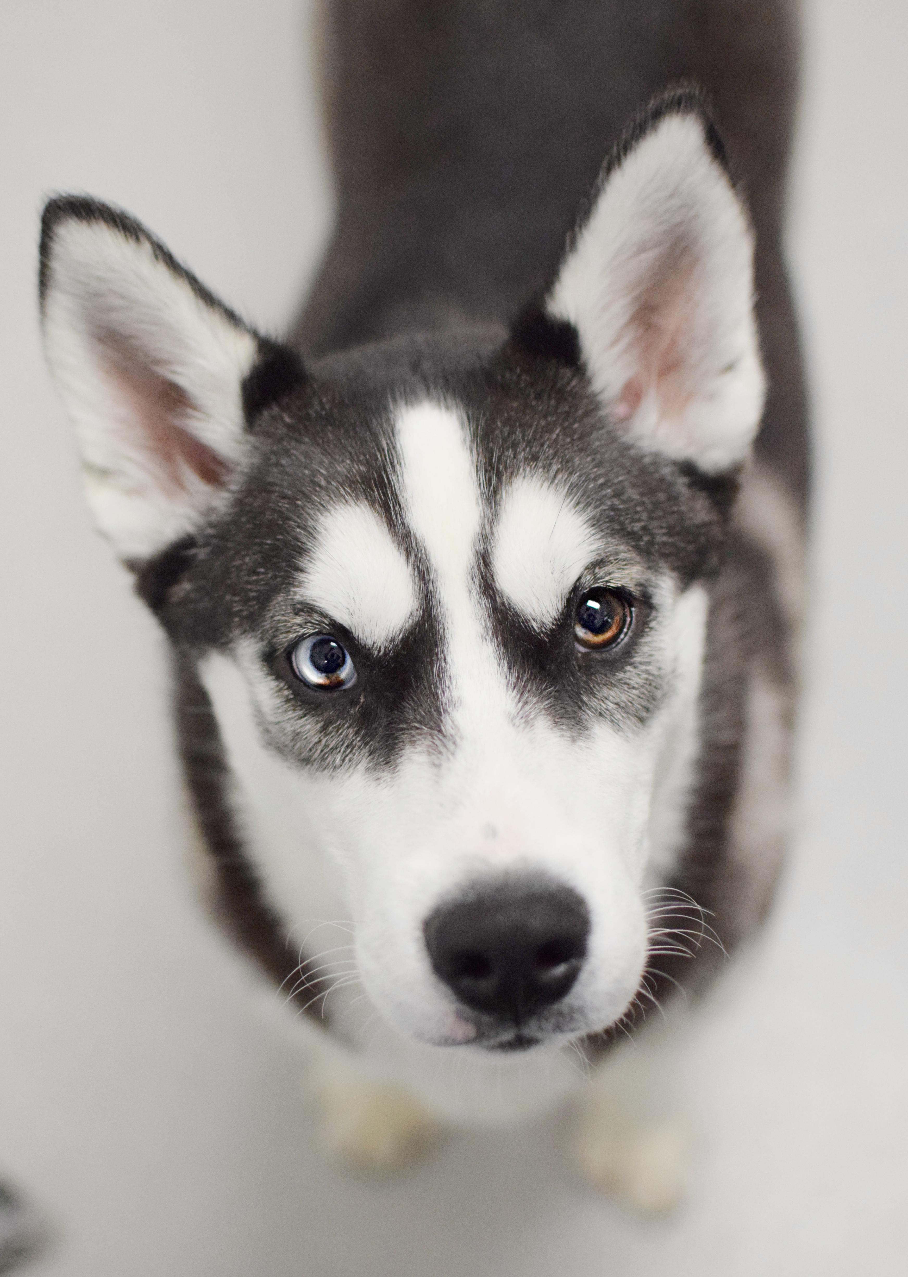 A young medium-sized female Black Siberian Husky dog named Danni for adoption in Pontiac, MI
