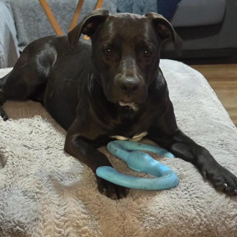 A young medium-sized female Black Pit Bull Terrier dog named Fiji for adoption in Spring, TX