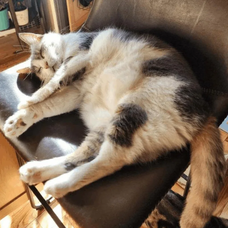 A senior small-sized female White Domestic Short Hair cat named Annabelle for adoption in Oceanside, NY