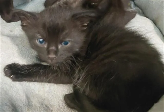 A baby medium-sized female Domestic Short Hair cat named Kit for adoption in Houston, TX