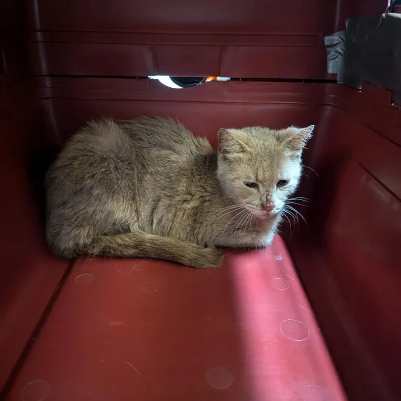 An adult medium-sized female Tortoiseshell Domestic Short Hair cat named Nugget for adoption in Charlottesville, VA