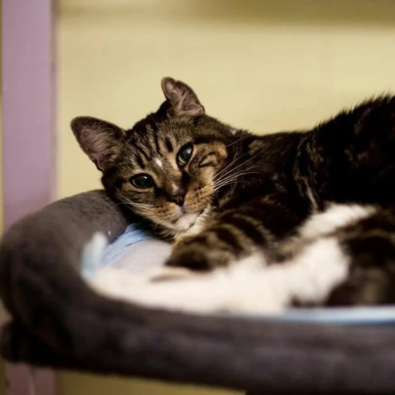 A senior medium-sized male Tabby (Brown / Chocolate) Domestic Short Hair cat named Crunchy for adoption in Mount Rainier, MD