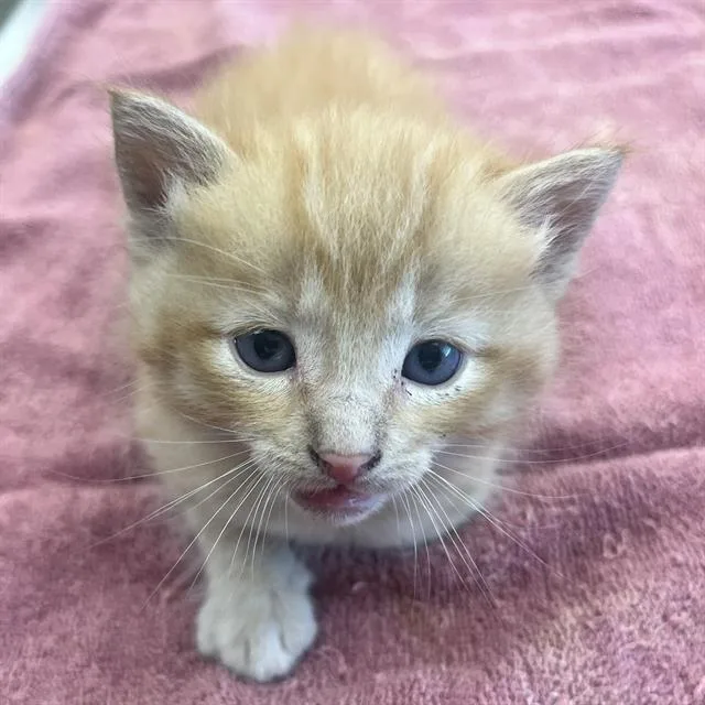 A baby small-sized male Domestic Short Hair cat named Spicy Mustard for adoption in Rosenberg, TX