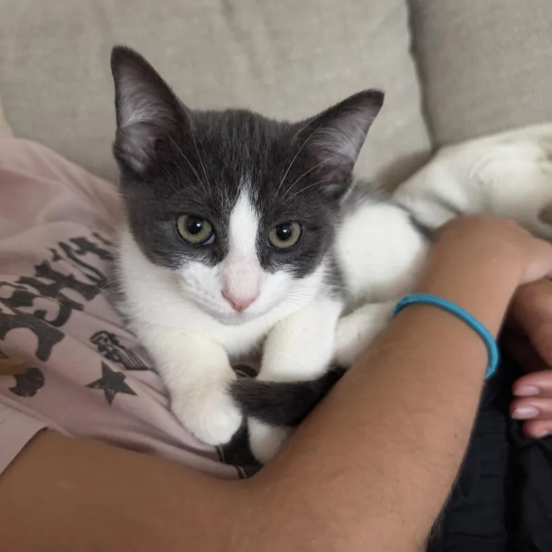 A young medium-sized male Gray / Blue / Silver Domestic Short Hair cat named Bello for adoption in Oak Park, IL
