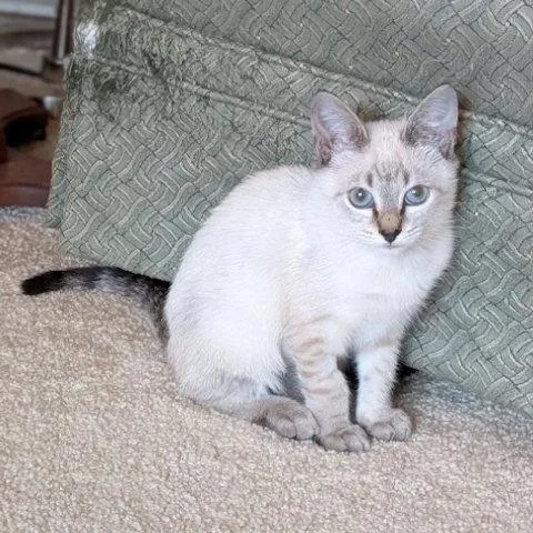A baby medium-sized female Siamese cat named Icecream Friday for adoption in Candler, NC