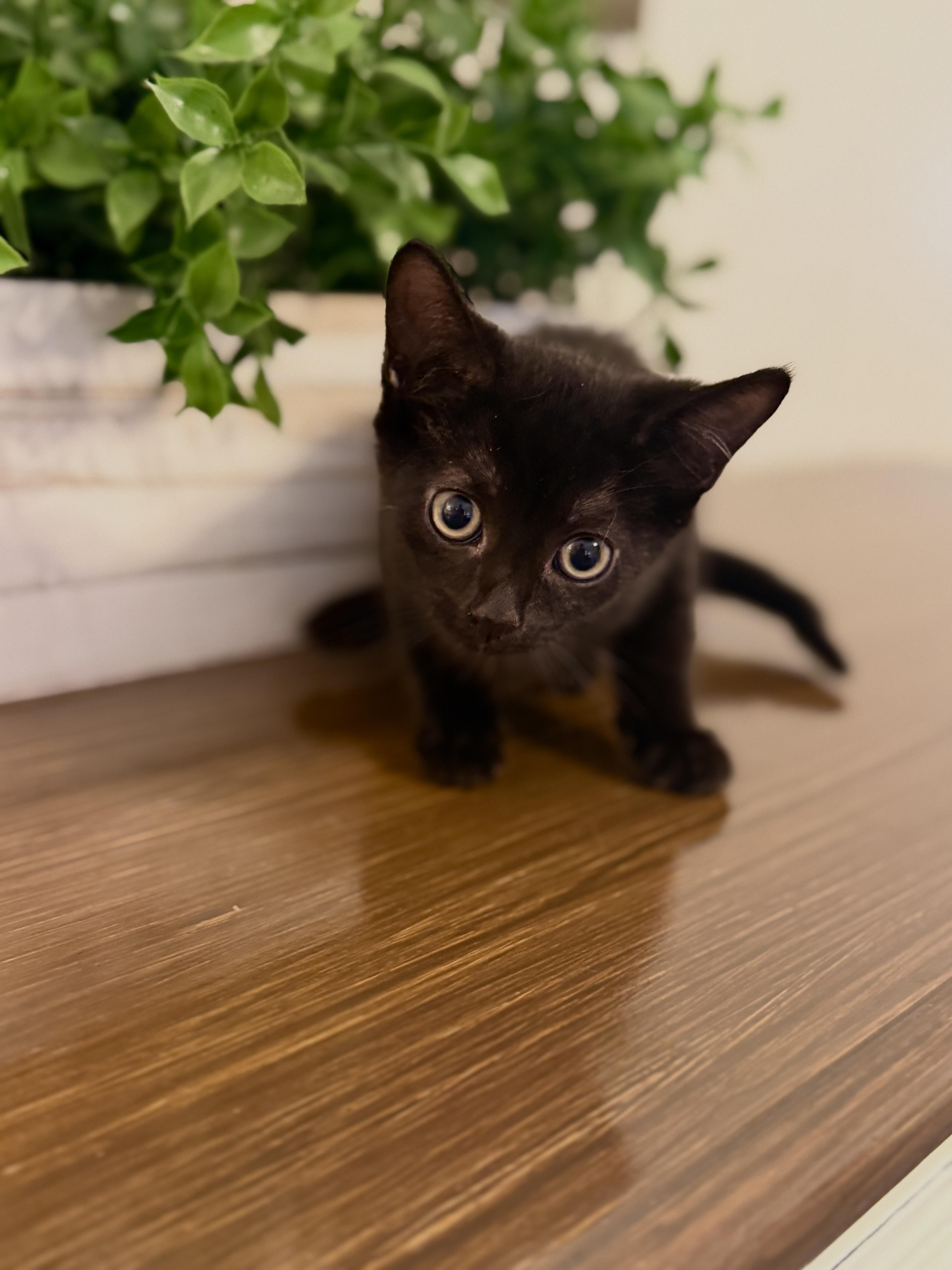 Pepper thumbnail 4