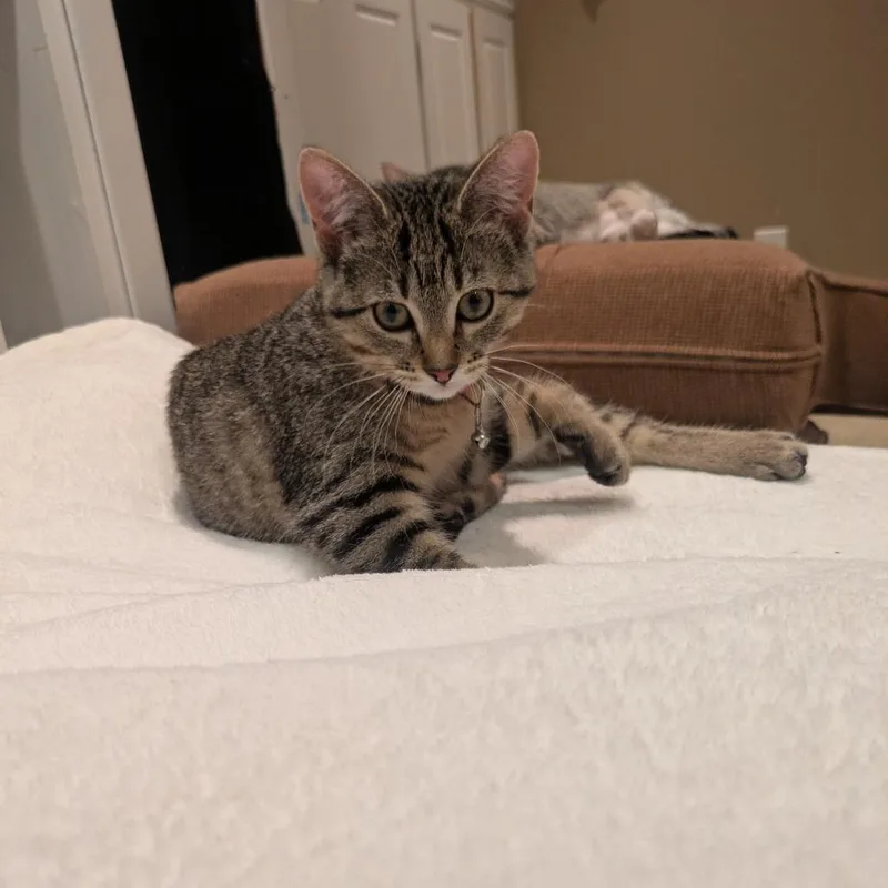 A baby small-sized female Brown / Chocolate Domestic Short Hair cat named Demepurr for adoption in Inver Grove Heights, MN