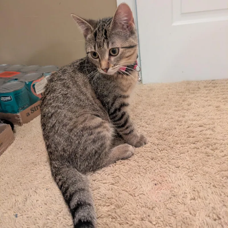 Demepurr thumbnail 2