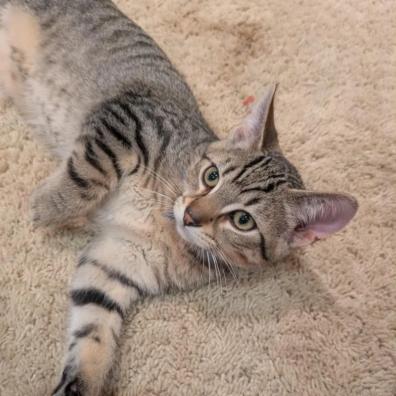 Demepurr thumbnail 3