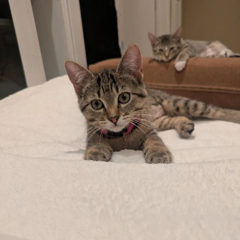 Demepurr thumbnail 4