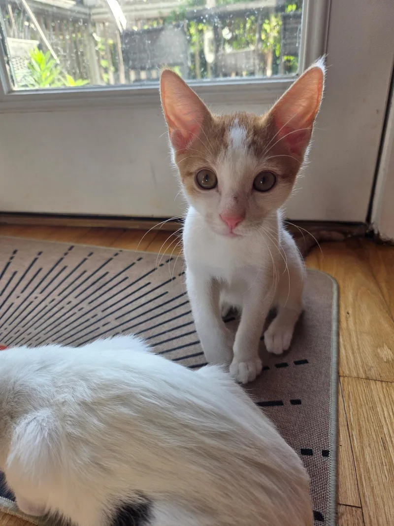 A baby medium-sized male Orange & White Domestic Short Hair cat named Pickles for adoption in Jacksonville, FL
