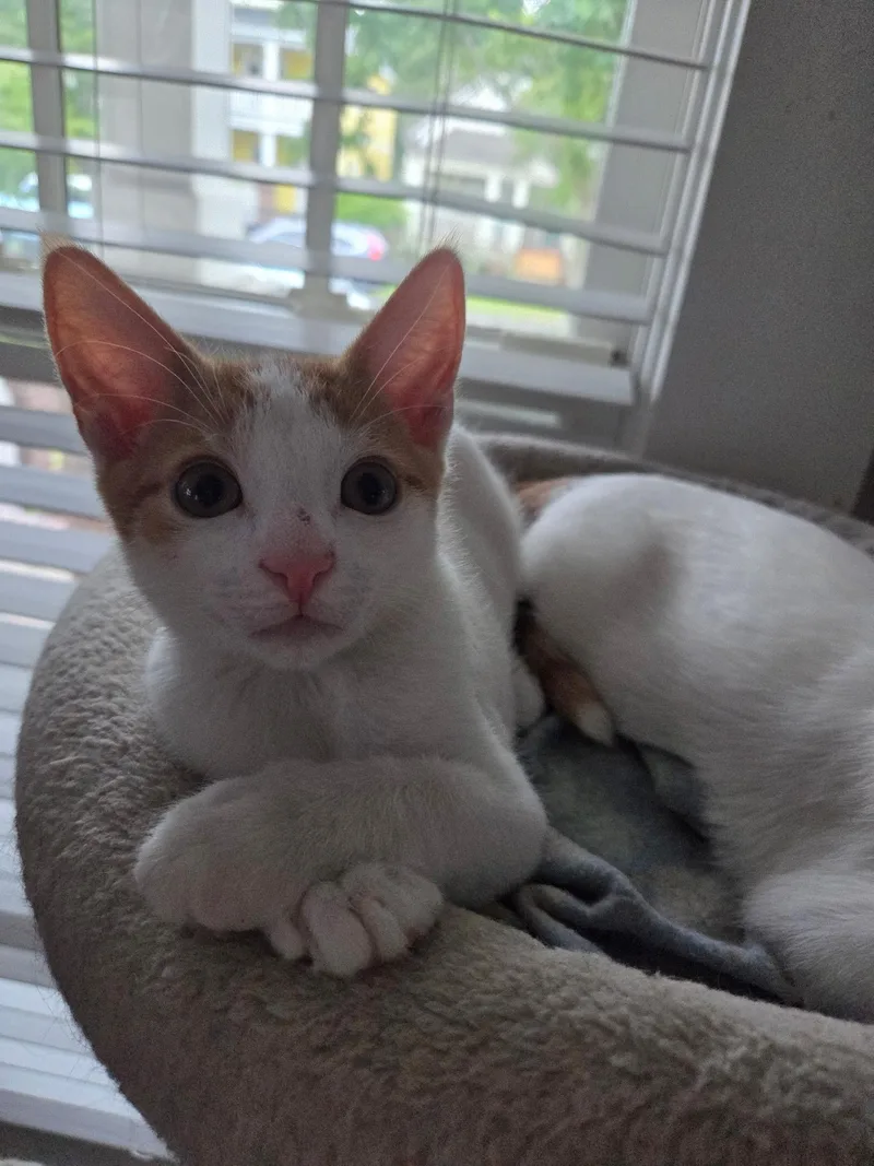 Pickles thumbnail 2