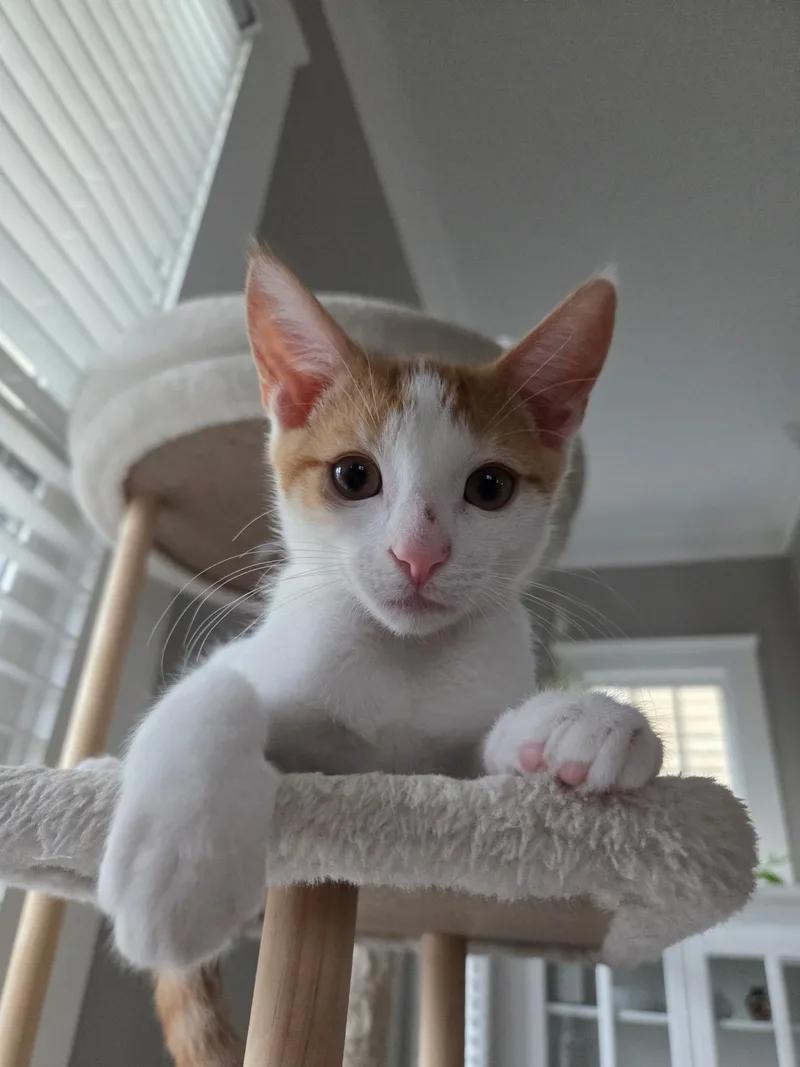 Pickles thumbnail 3
