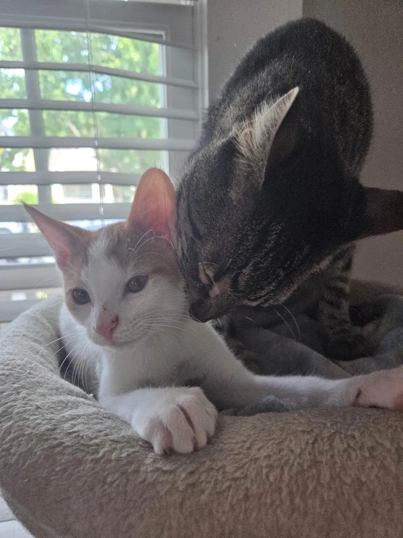 Pickles thumbnail 4