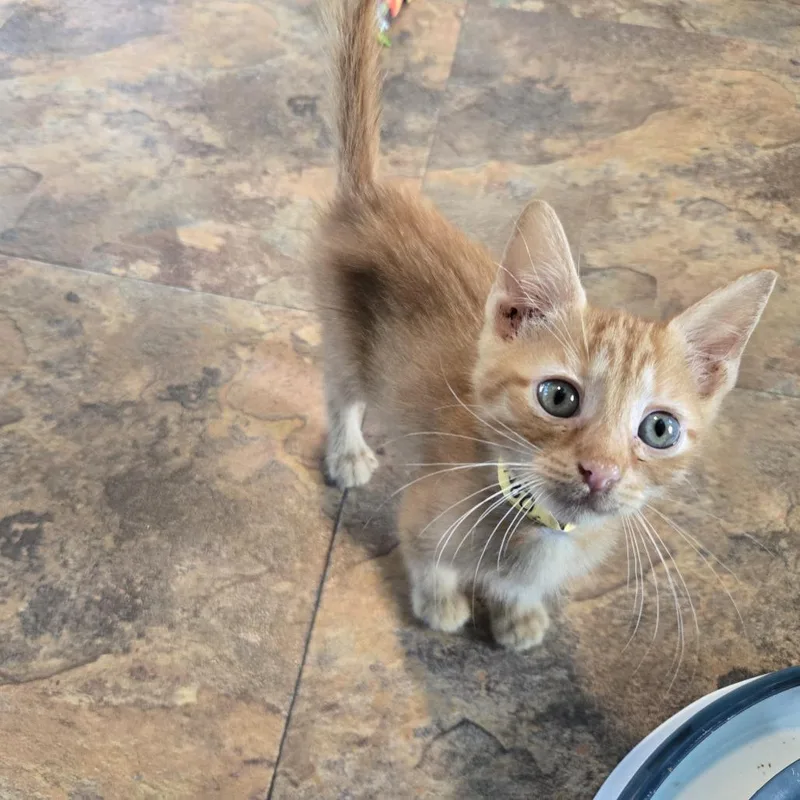 A baby small-sized male Orange / Red Domestic Short Hair cat named Momo for adoption in San Antonio, TX