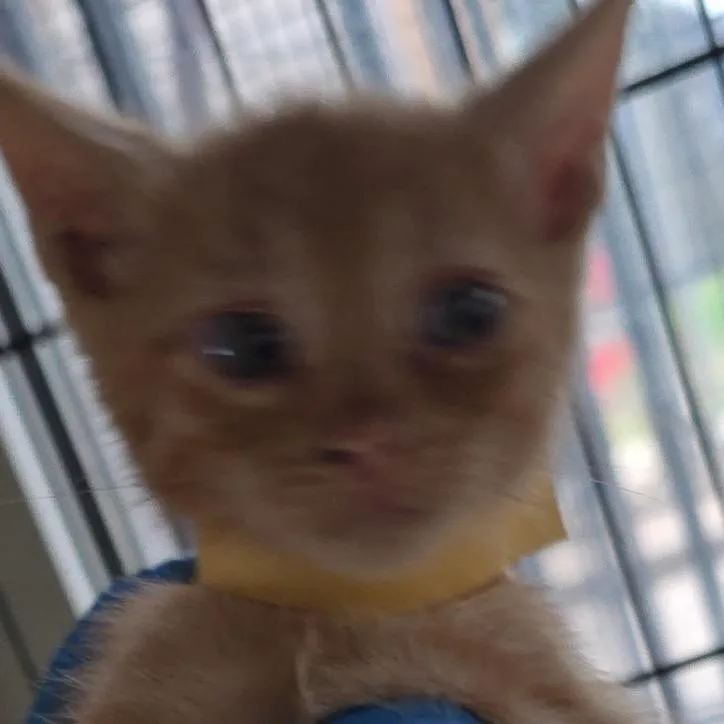 Momo thumbnail 2