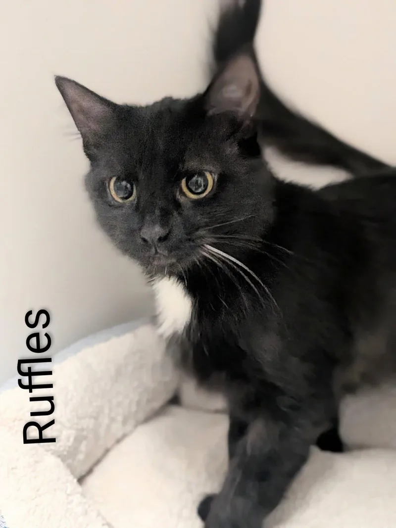 Ruffles