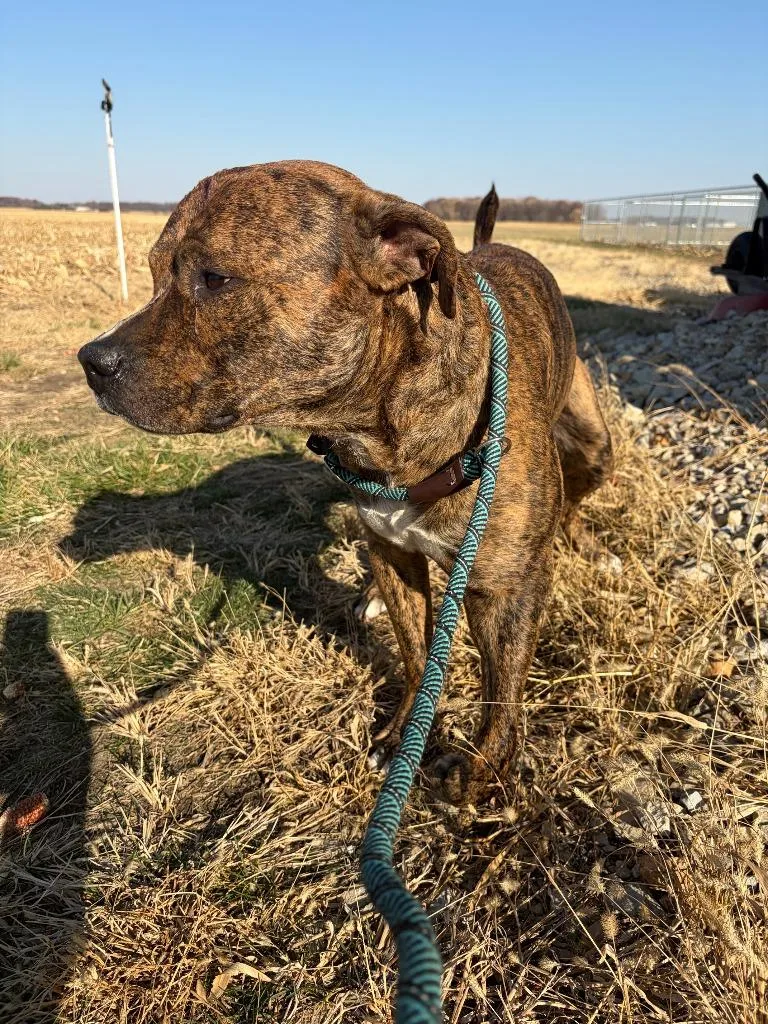 Hendricks thumbnail 2