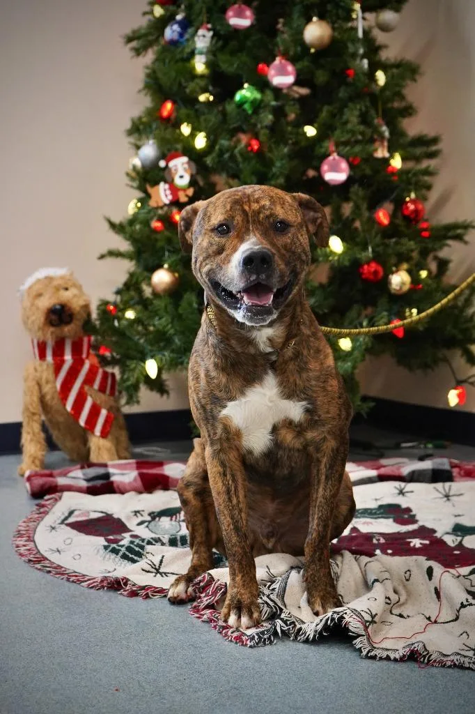 Hendricks thumbnail 4