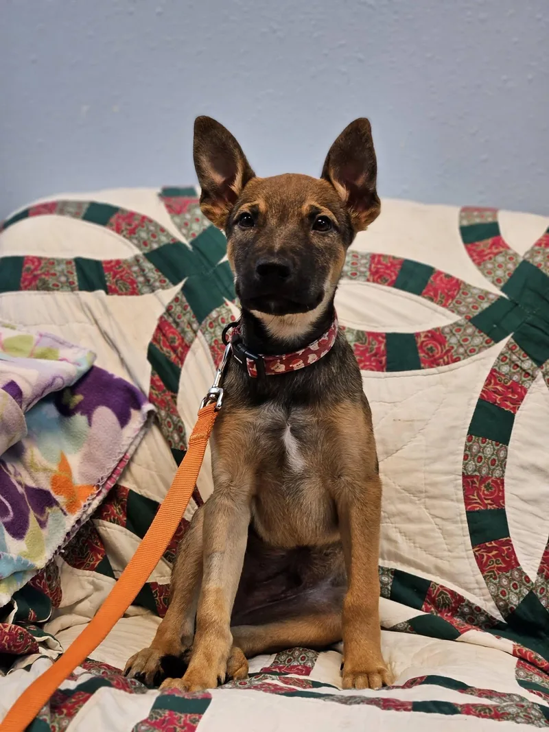 A baby large-sized male Brown / Chocolate Shepherd dog named Alan for adoption in Broken Arrow, OK