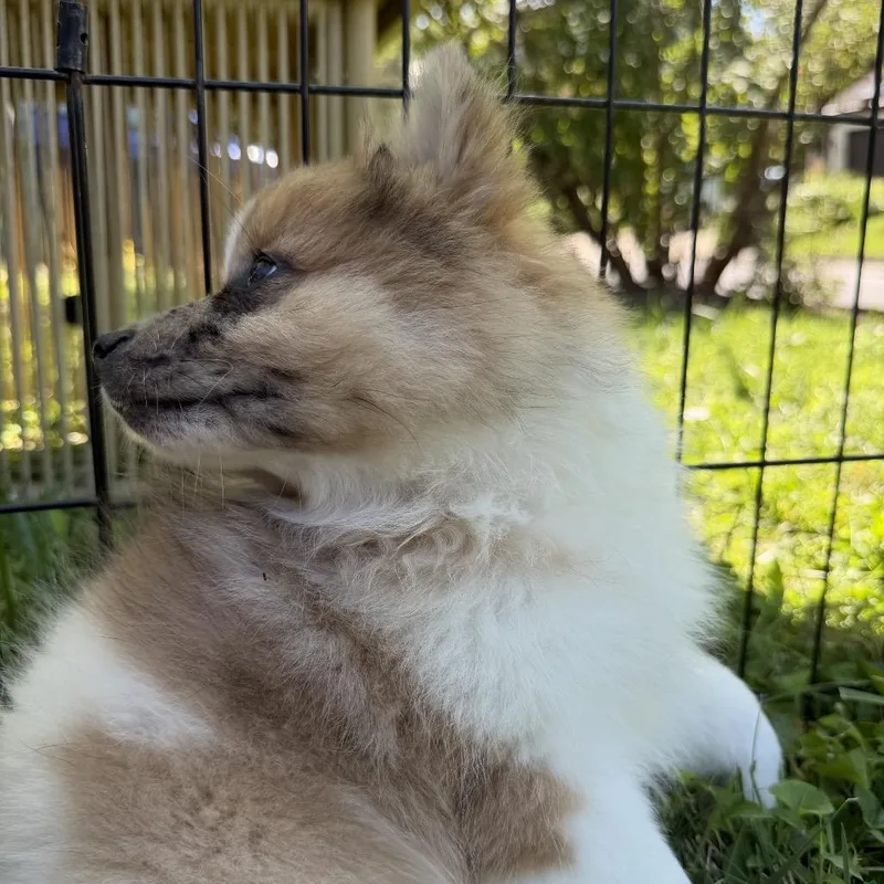 A baby small-sized male White / Cream Pomeranian dog named Wilhelm for adoption in Silver Spring, MD
