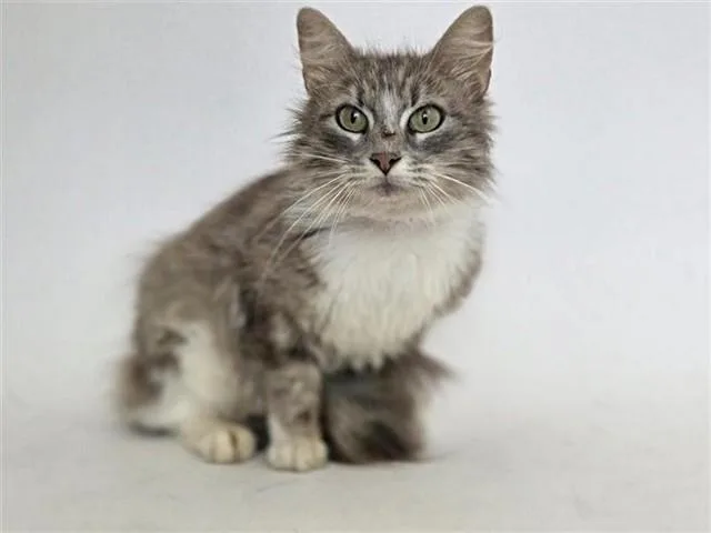 A young small-sized female Domestic Medium Hair cat named Wendy for adoption in Saint Louis, MO