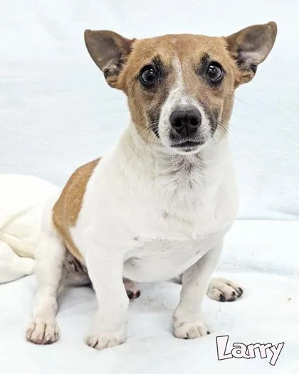An adult small-sized male Parson Russell Terrier dog named Larry for adoption in Mason, MI