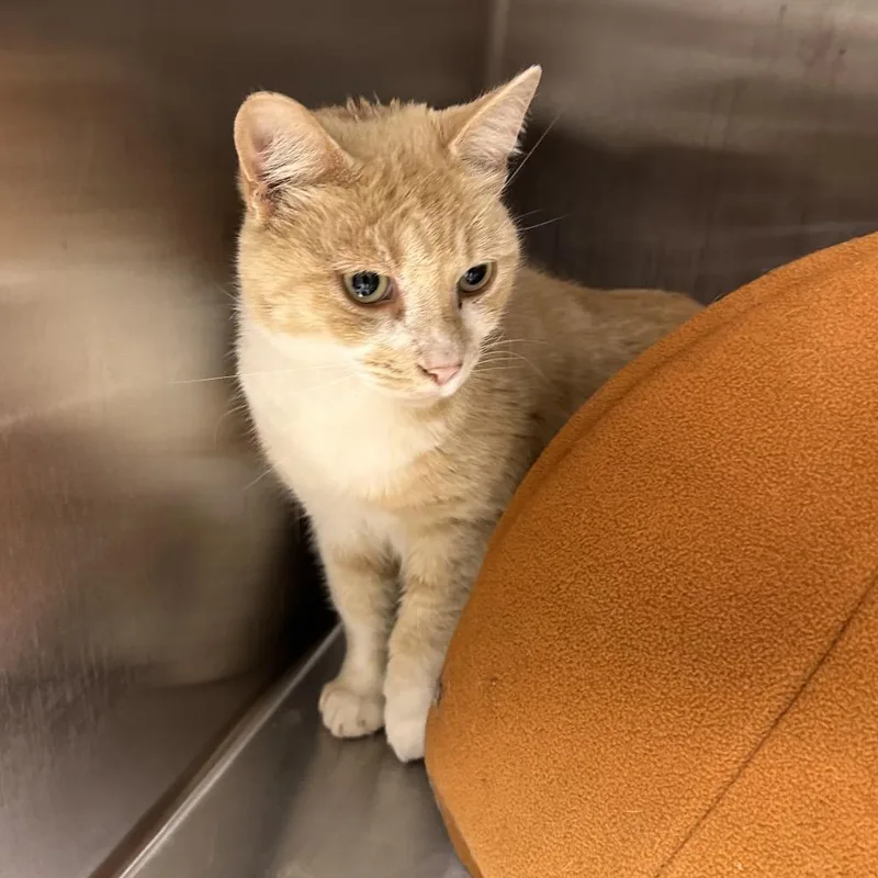 An adult large-sized male Buff / Tan / Fawn Domestic Short Hair cat named Rigatoni for adoption in East Smithfield , PA