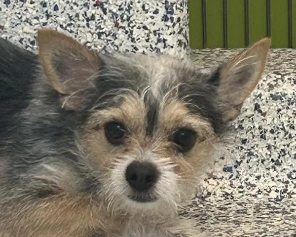 Loki