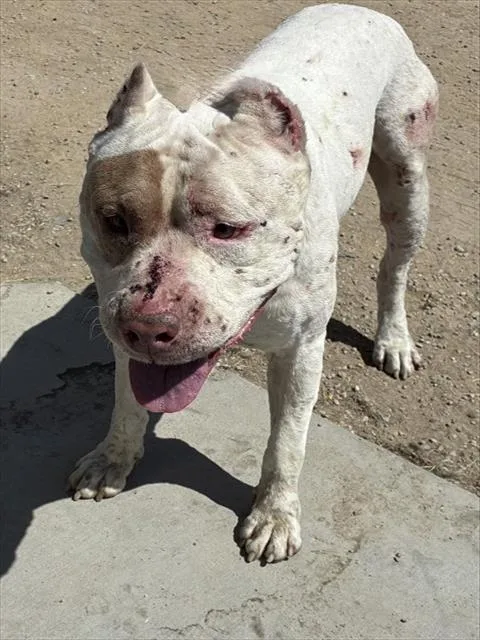 An adult extra large-sized male Pit Bull Terrier dog named Decatur for adoption in Bakersfield, CA